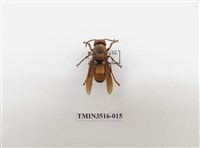 藏品(黃腰虎頭蜂)的圖片